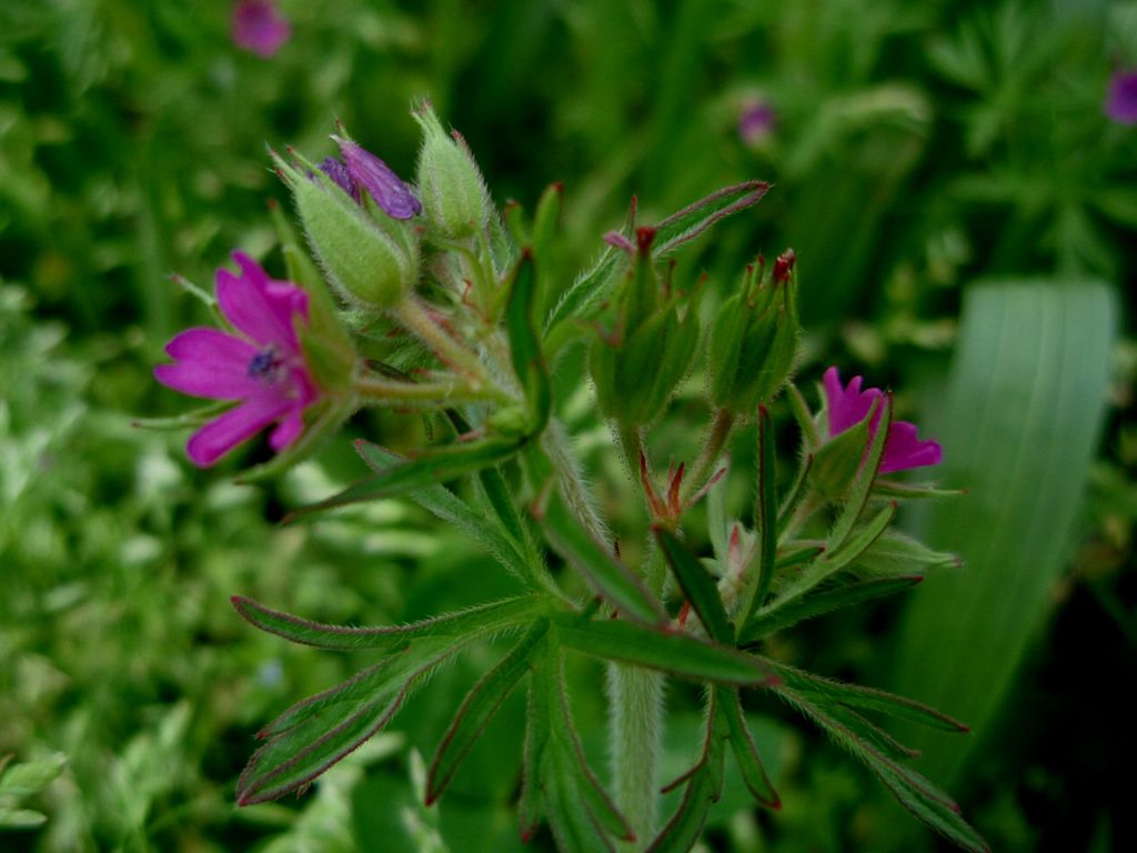 Geranium dissectum